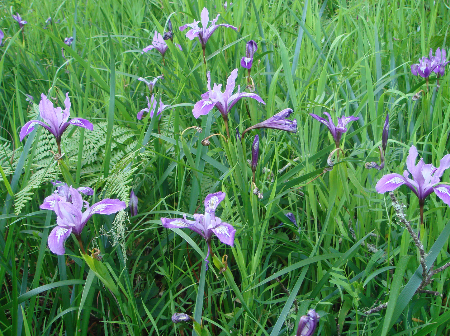 Iris douglasiana, Douglas Iris
