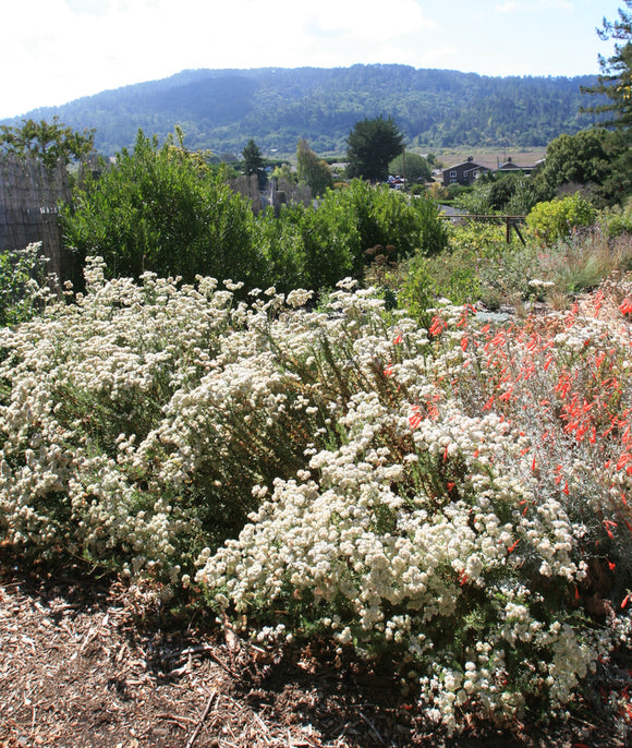 Eriogonum fasciculatum, California Buckwheat