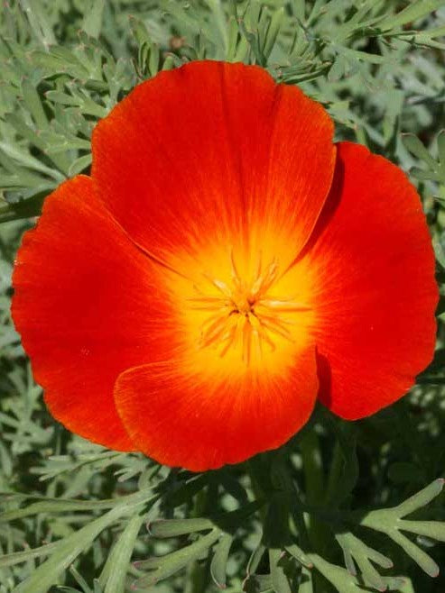 Eschscholzia californica 'Mahogany Red' Poppy