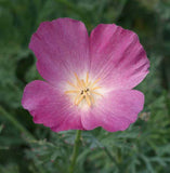 Eschscholzia californica 'Purple Gleam' Poppy
