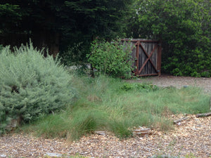 Festuca rubra, Red Fescue