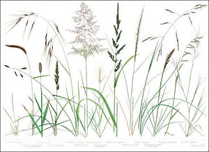 Native Grasses Placemats