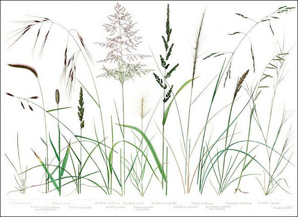 Native Grasses Placemats