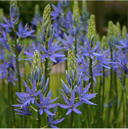 Camassia leichtlinii, Great Camas