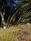 Hordeum brachyantherum, CA Meadow Barley