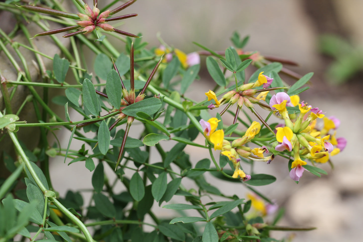 Hosackia gracilis, Coast Lotus