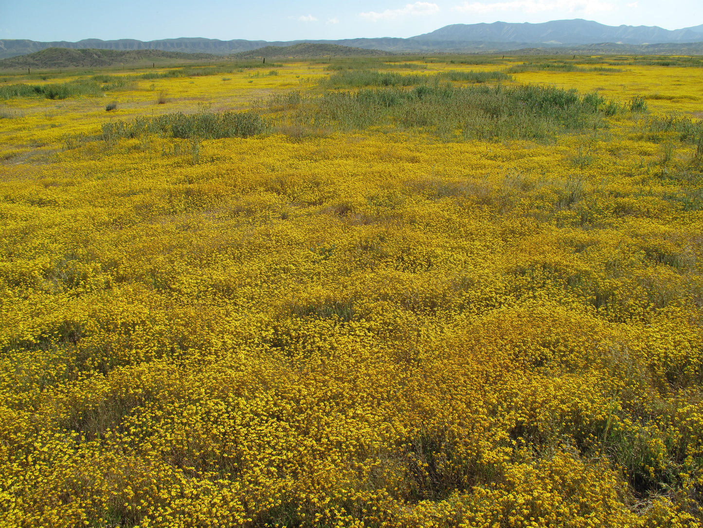 Lasthenia glabrata, Goldfields