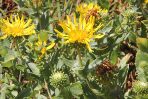 Grindelia stricta var. platyphylla, Beach Gum Daisy