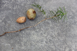 Torreya californica, California Nutmeg