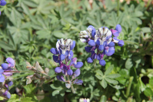 Lupinus bicolor, Miniature Lupine