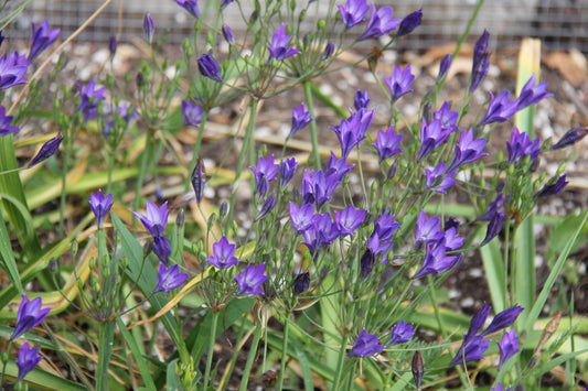 Triteleia laxa, Ithuriel's Spear