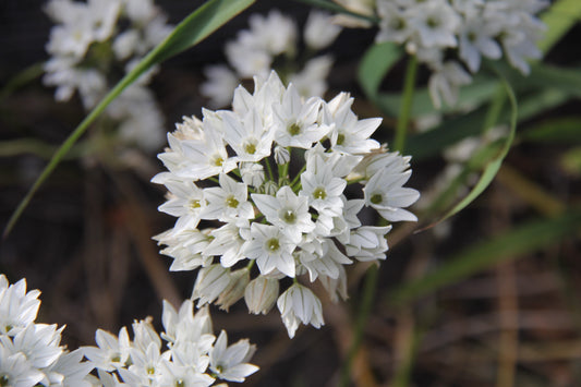 Triteleia hyacinthina, White Brodiaea