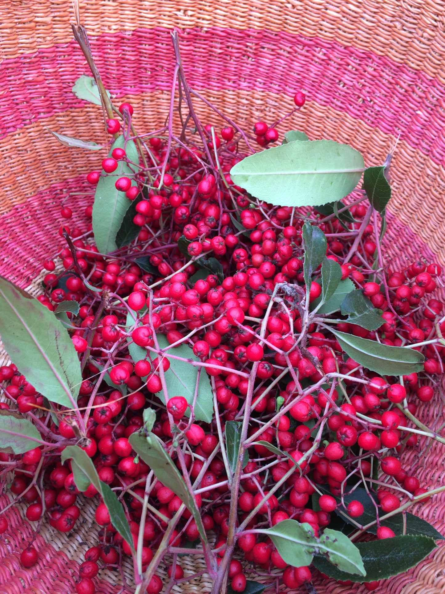 Heteromeles arbutifolia, Toyon