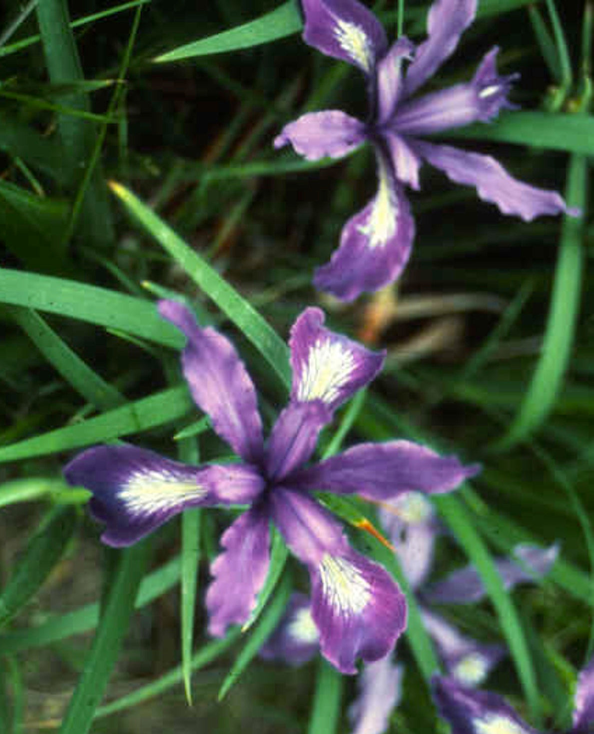 Iris douglasiana, Douglas Iris