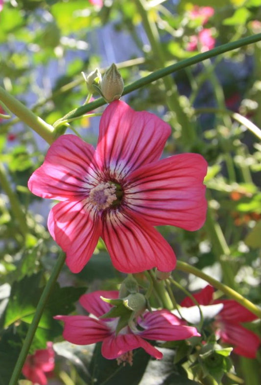Malva assurgentiflora, Tree Mallow