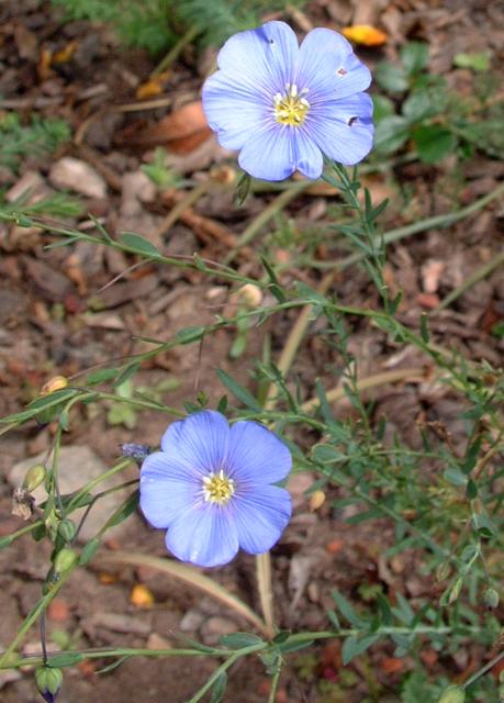 Linum lewisii, Blue Flax