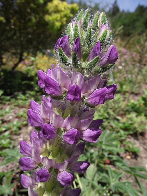 Lupinus microcarpus, Chick Lupine