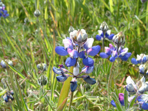 Lupinus nanus, Sky Lupine