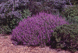 Lupinus propinquus, Violet-Flowered Lupine