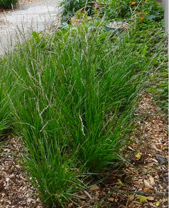 Melica torreyana, Torrey's Melic Grass