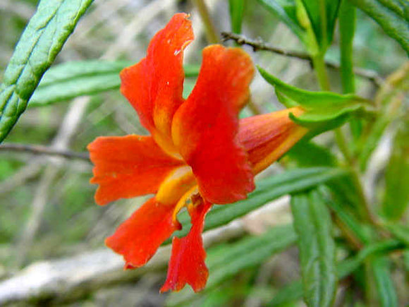 Mimulus aurantiacus var. puniceus, Red Sticky Monkeyflower