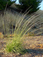 Muhlenbergia rigens, Basketgrass