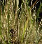 Stipa cernua, Nodding Needlegrass