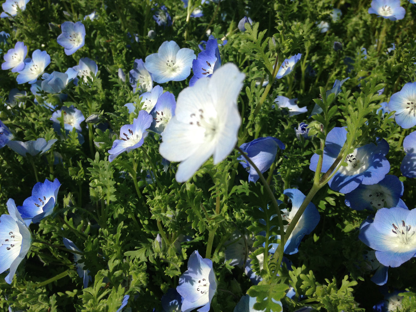 Nemophila menziesii, Baby-Blue-Eyes