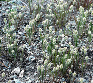 Plantago erecta, Dwarf Plantain