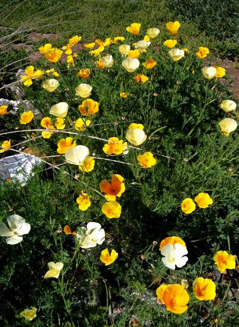 Eschscholzia californica 'Mixed Colors' Poppy