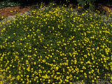 Ranunculus californicus, Buttercup