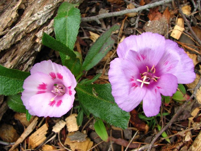 Clarkia amoena, Farewell-to-Spring 'Wild Form'
