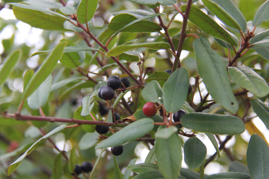 Frangula californica, Coffeeberry