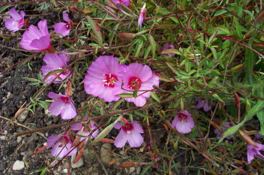 Clarkia rubicunda, Ruby Chalice Clarkia