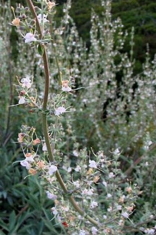 Salvia apiana, White Sage