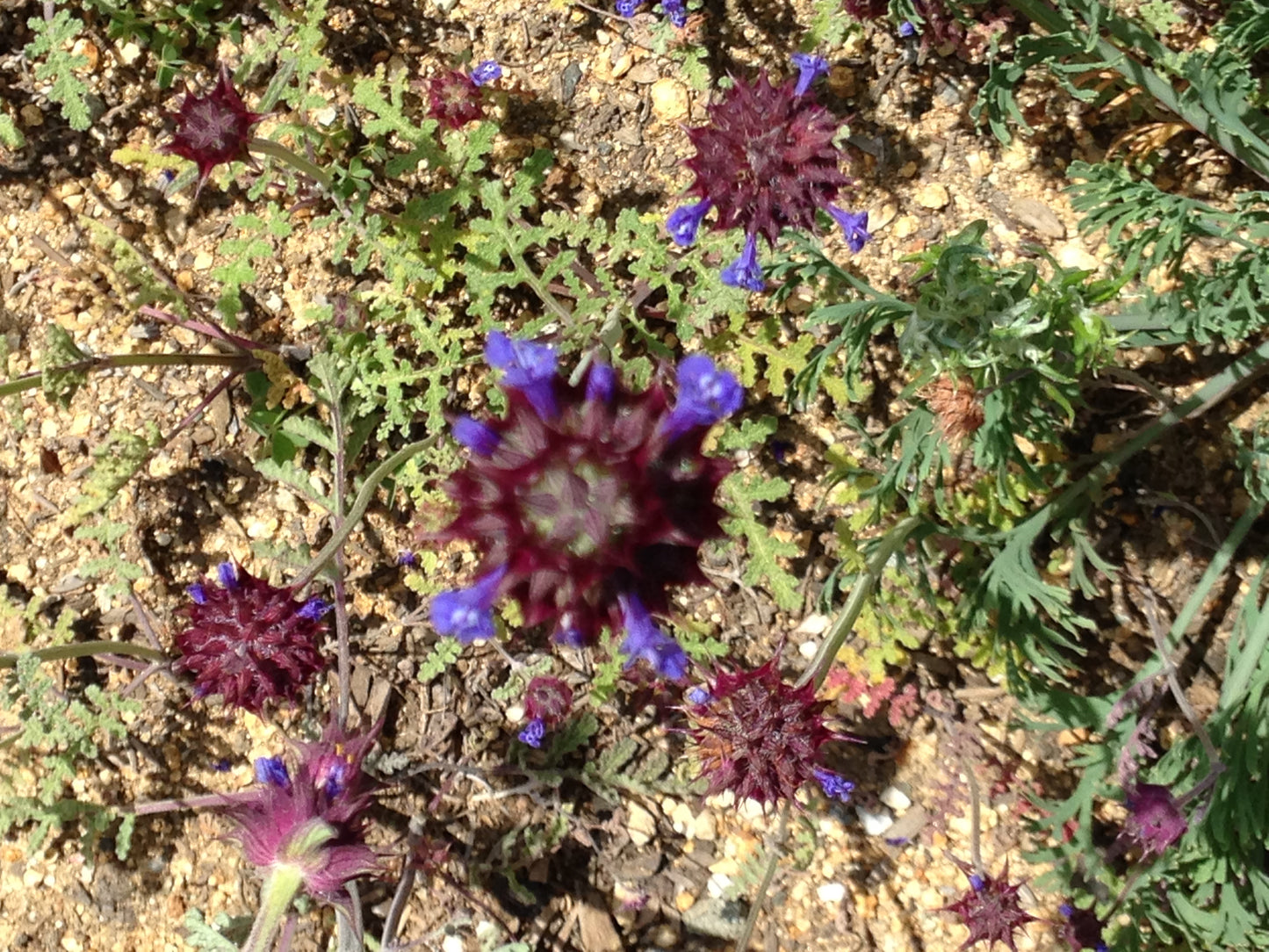 Salvia columbariae, Chia