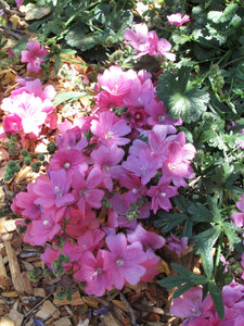 Sidalcea calycosa ssp. rhizomata, Point Reyes Checkerbloom