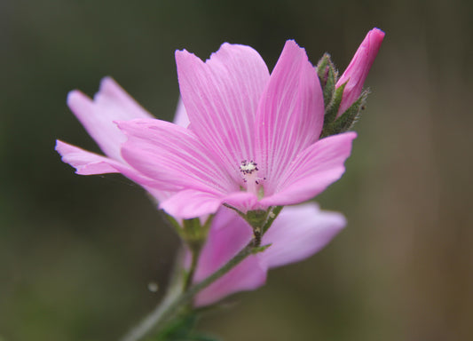 Sidalcea malviflora, Checkerbloom