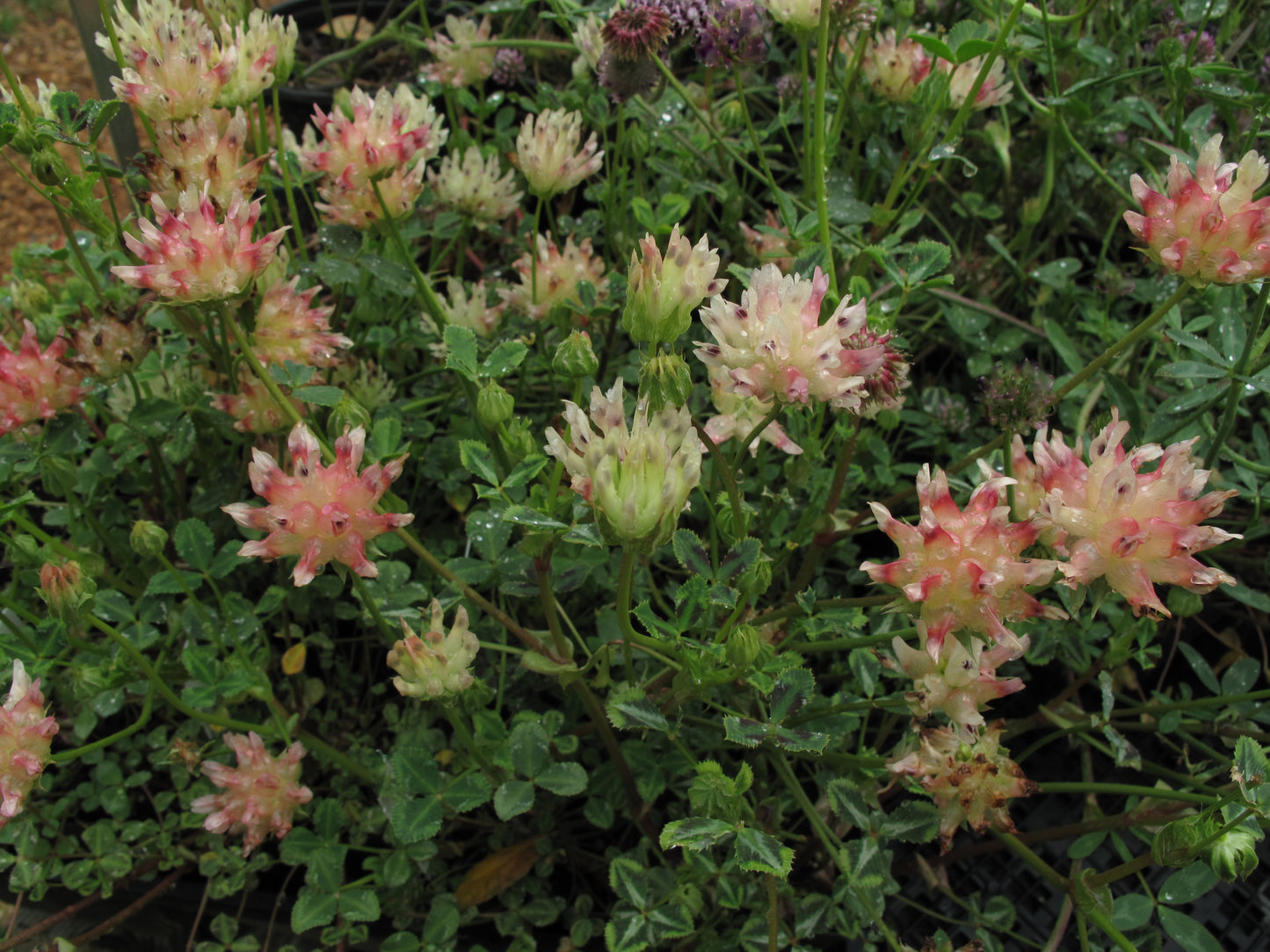 Trifolium fucatum, Bull Clover