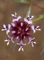 Trifolium willdenovii, Tomcat Clover