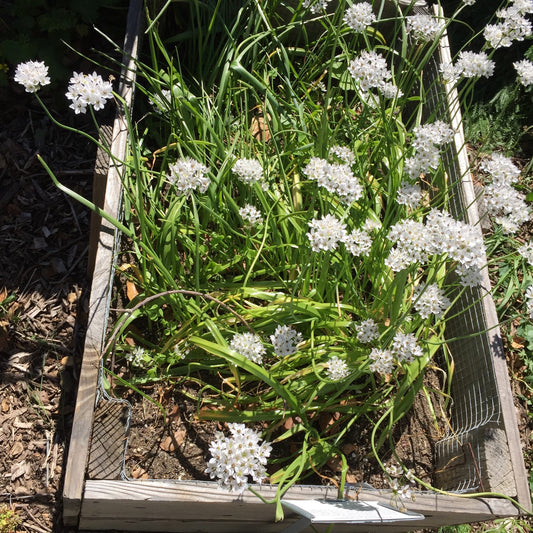 Triteleia hyacinthina, White Brodiaea