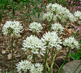 Triteleia hyacinthina, White Brodiaea