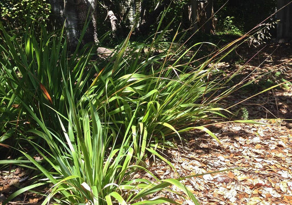 Anthoxanthum occidentale, CA Vanilla Grass
