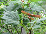 Acer circinatum, Vine Maple