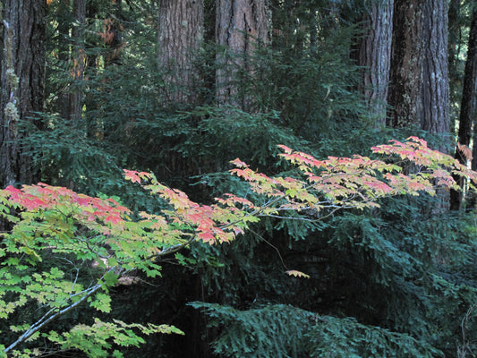 Acer circinatum, Vine Maple