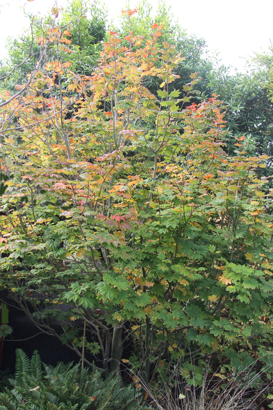 Acer circinatum, Vine Maple