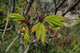 Acer circinatum, Vine Maple