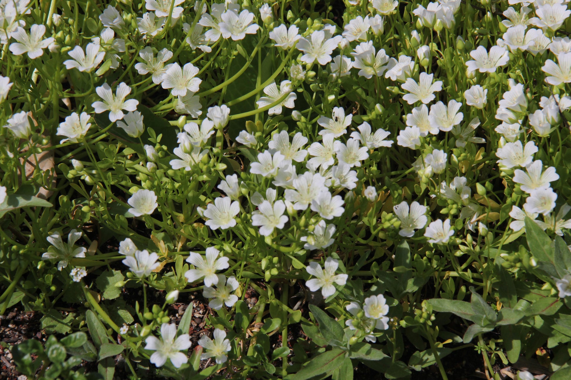 seafoam plant seeds Limnanthes douglasii ssp. nivea, White Seafoam