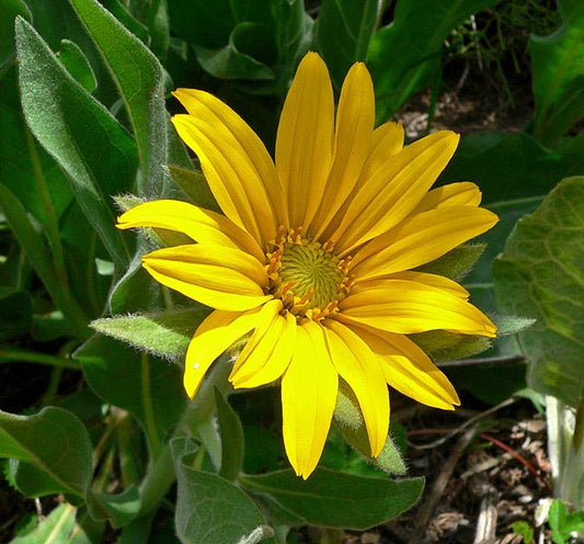 Wyethia angustifolia, Mule's Ear