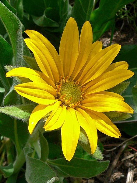 Wyethia angustifolia, Mule's Ear